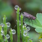 Fliege im Wunderland