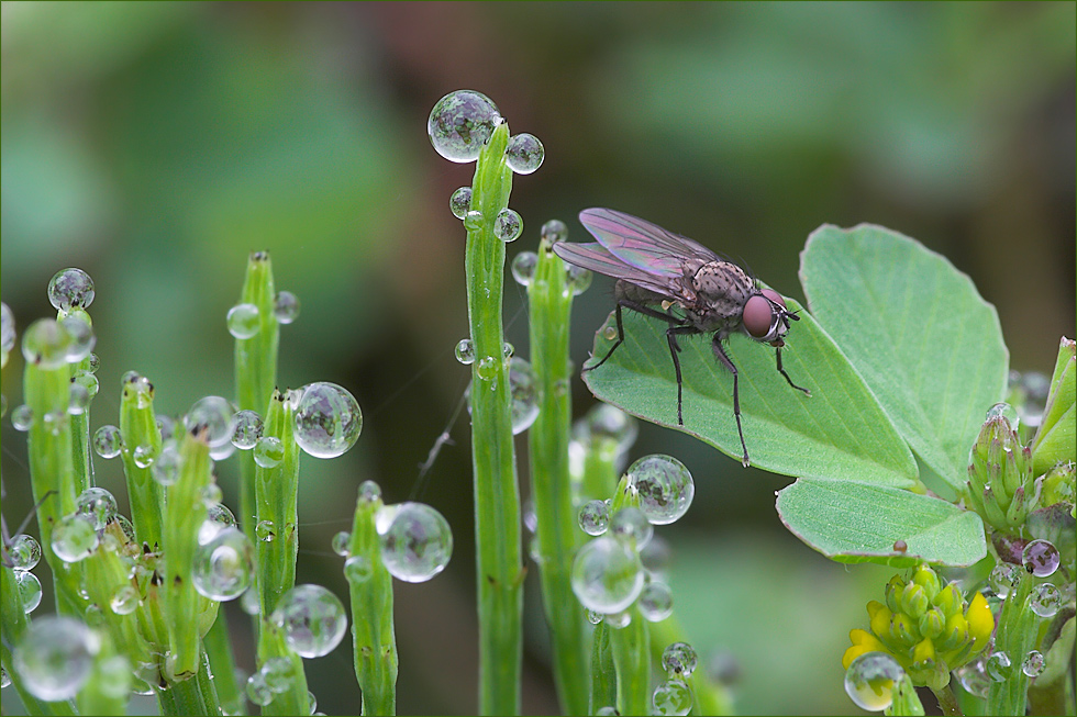 Fliege im Wunderland