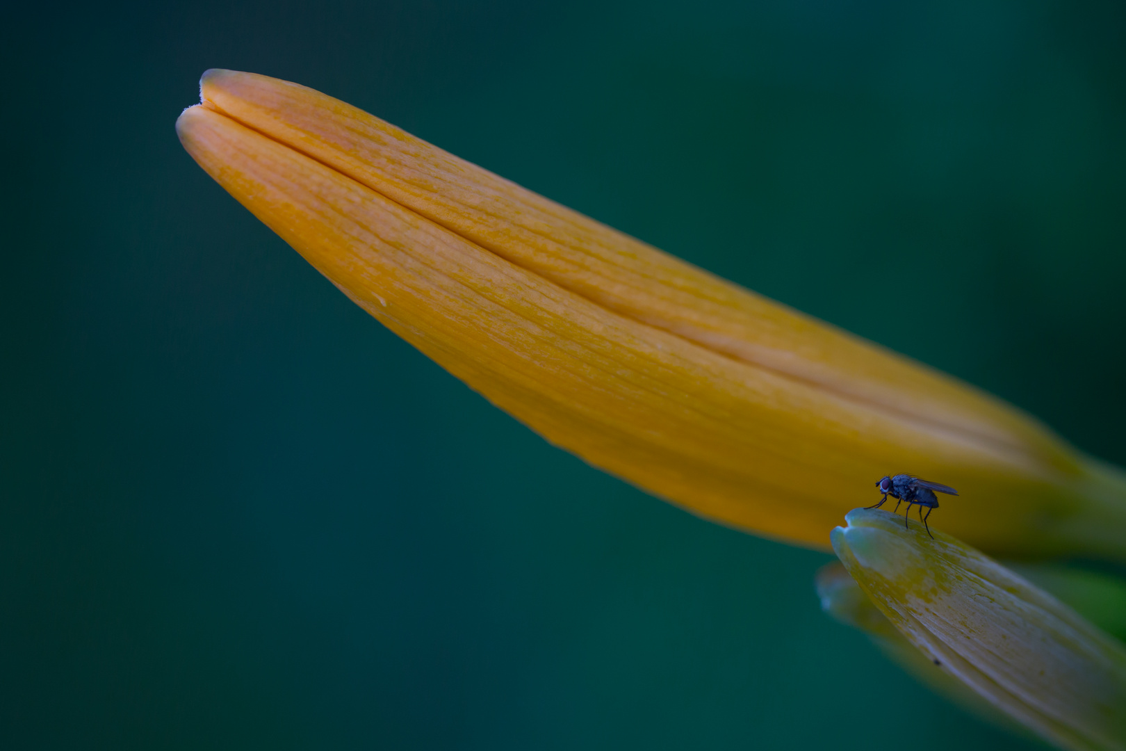 Fliege in blauer Stunde