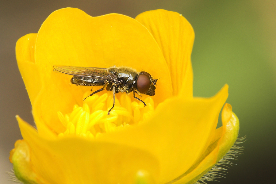 Fliege in Blüte