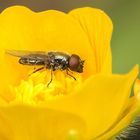 Fliege in Blüte