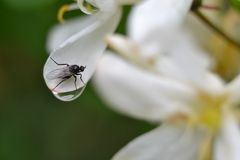 Fliege in Blüte