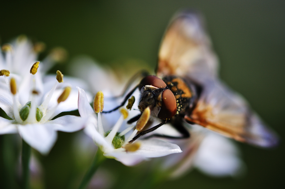 Fliege in der Abendsonne