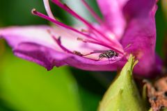 Fliege in der Blüte