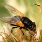 Fliege in der Distel