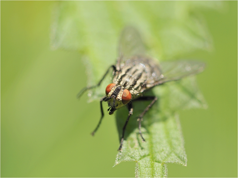 Fliege in der Fokusfalle