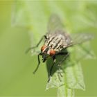 Fliege in der Fokusfalle