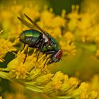 Fliege in der Goldrute