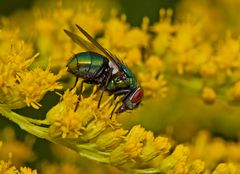 Fliege in der Goldrute