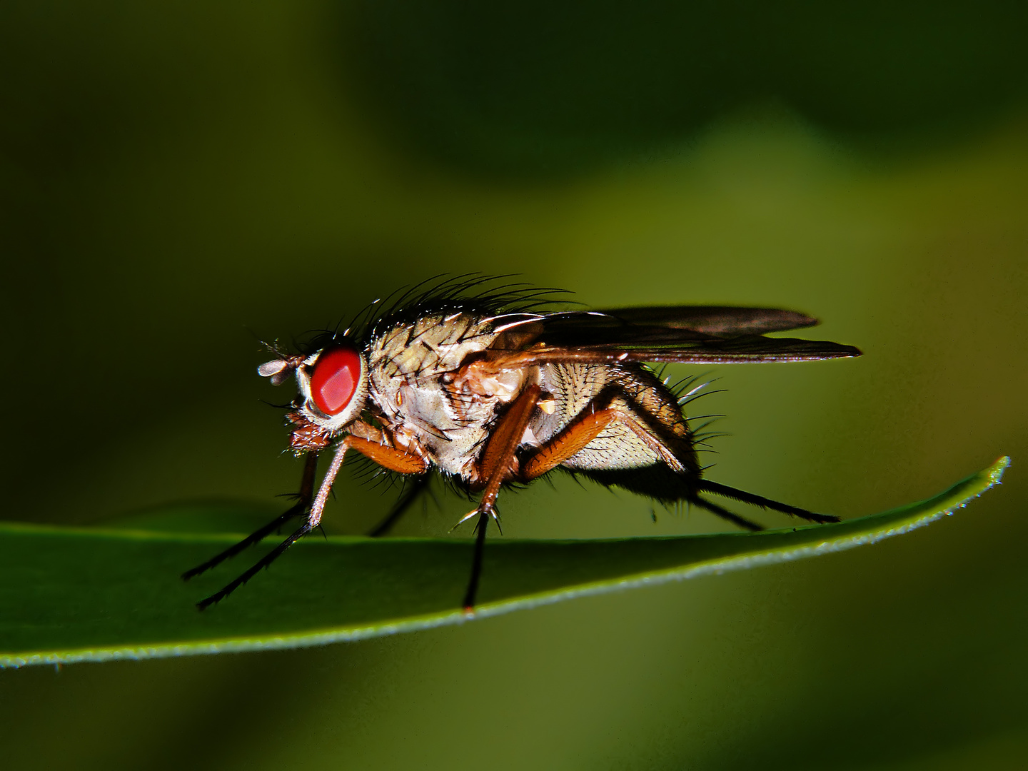 Fliege in der Hecke