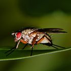 Fliege in der Hecke