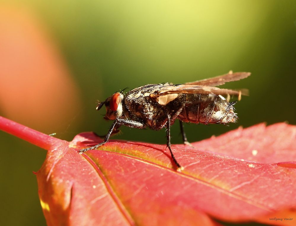 Fliege in der Herbstsonne