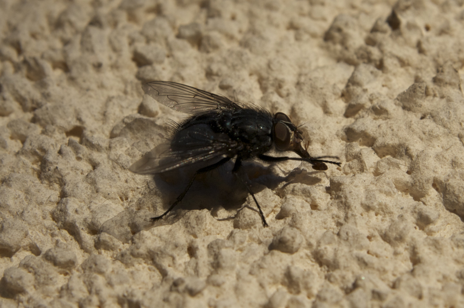 Fliege in der Herbstsonne