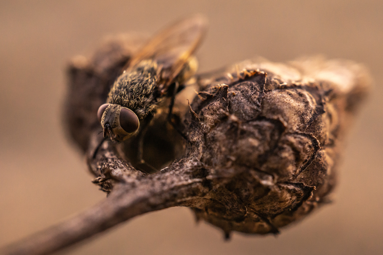 Fliege in der Kältestarre