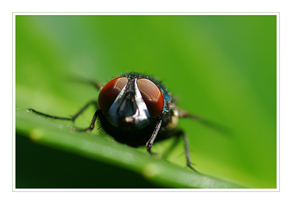 Fliege in der Natur