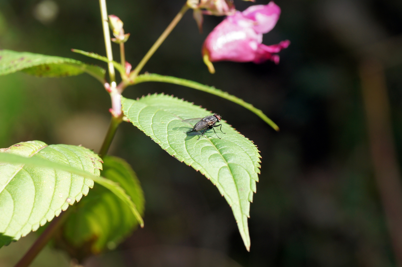 Fliege in der Sonne