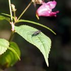 Fliege in der Sonne