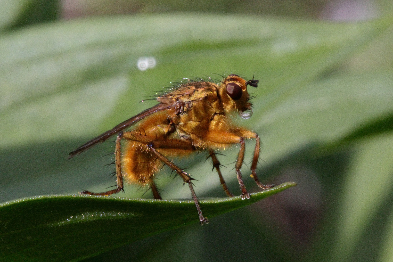 Fliege in der Sonne