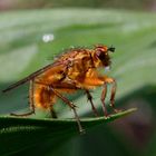 Fliege in der Sonne