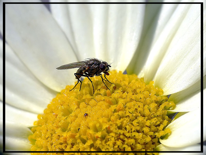 Fliege in einer Blüte