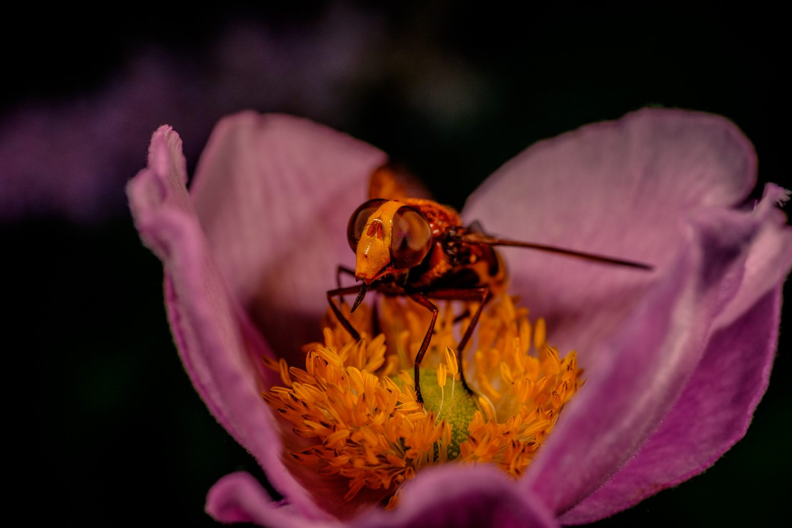 Fliege in einer Blüte