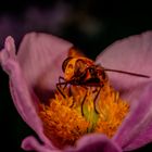 Fliege in einer Blüte