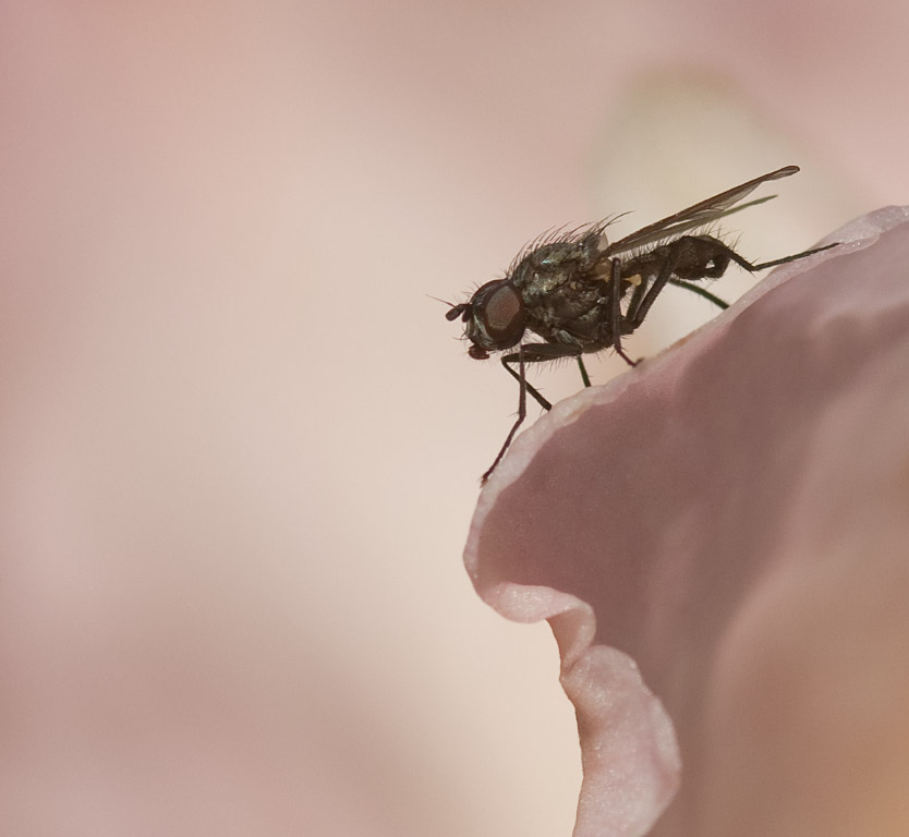 Fliege in einer Rhododendronblüte