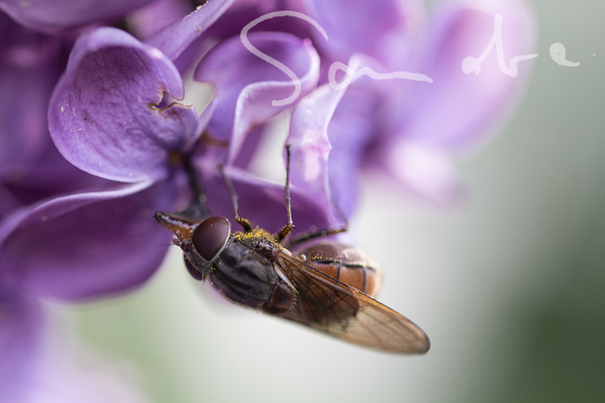 Fliege in Flieder