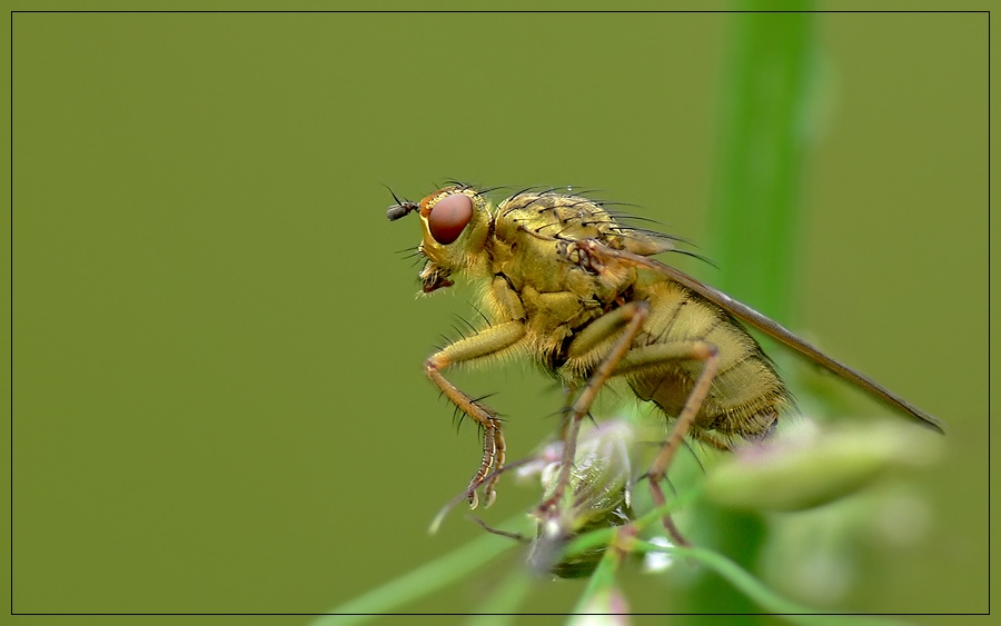 Fliege in Gelb :-)