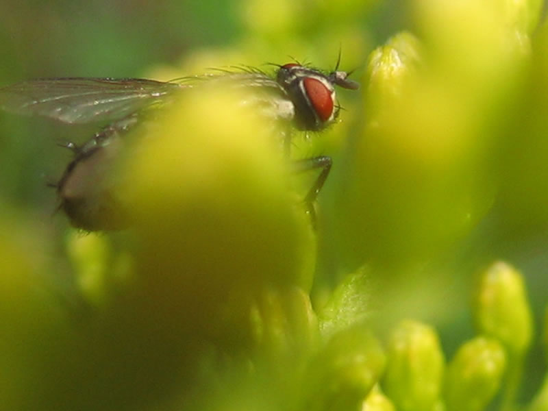 Fliege in grün