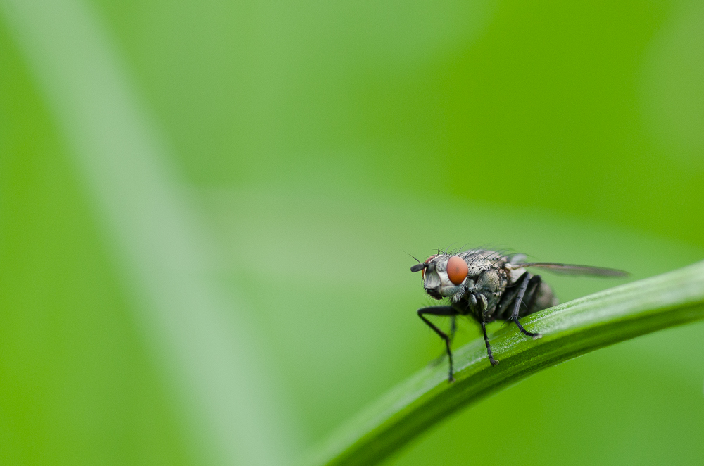 Fliege in Grün