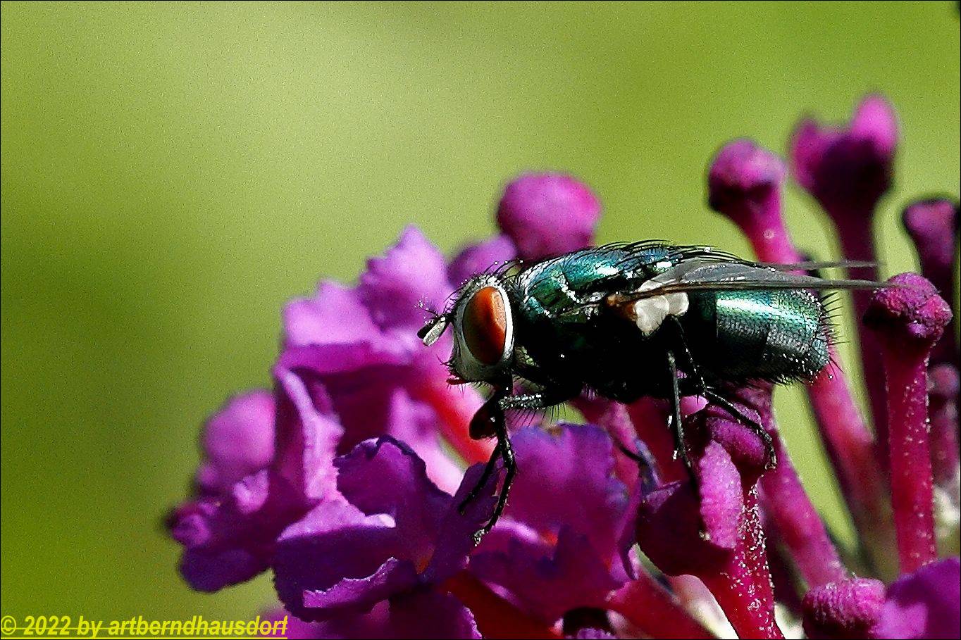 Fliege in Grün auf Buddleja 