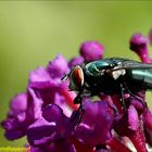 Fliege in Grün auf Buddleja 