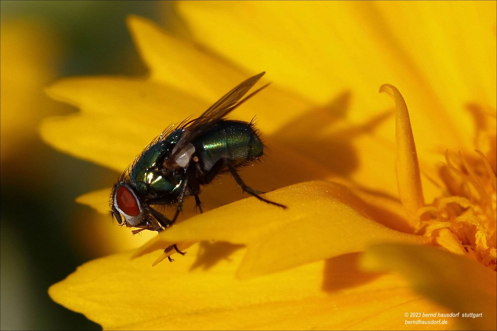 Fliege in Grün