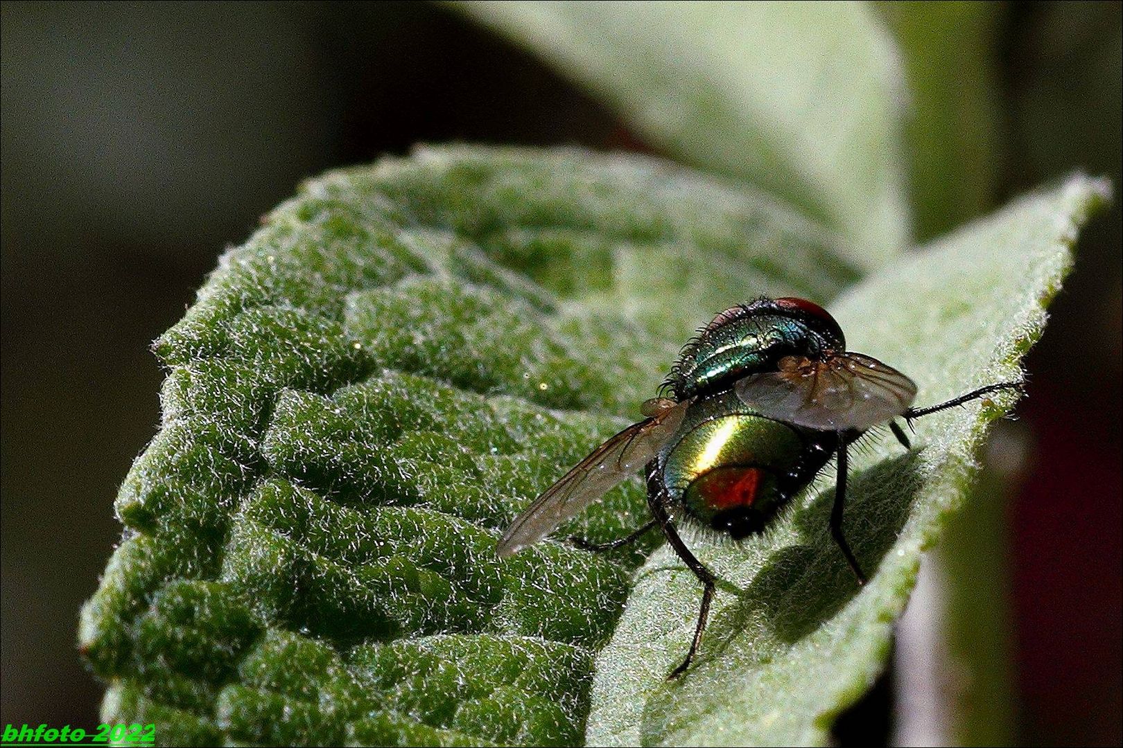 Fliege in grün (hintere Ansicht)