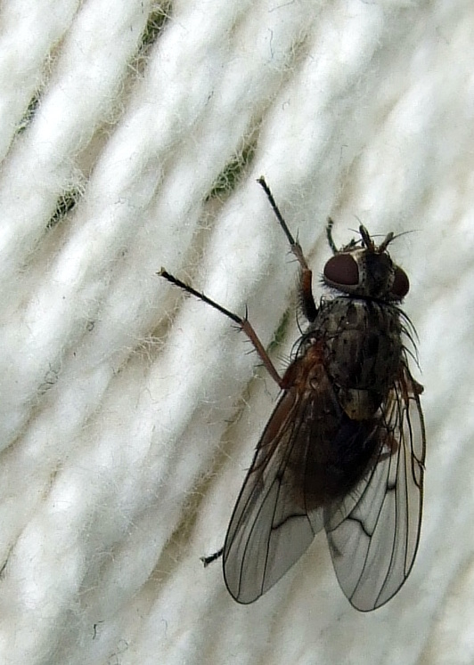 Fliege in Hängematte