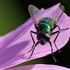 Fliege in Herbstsonne