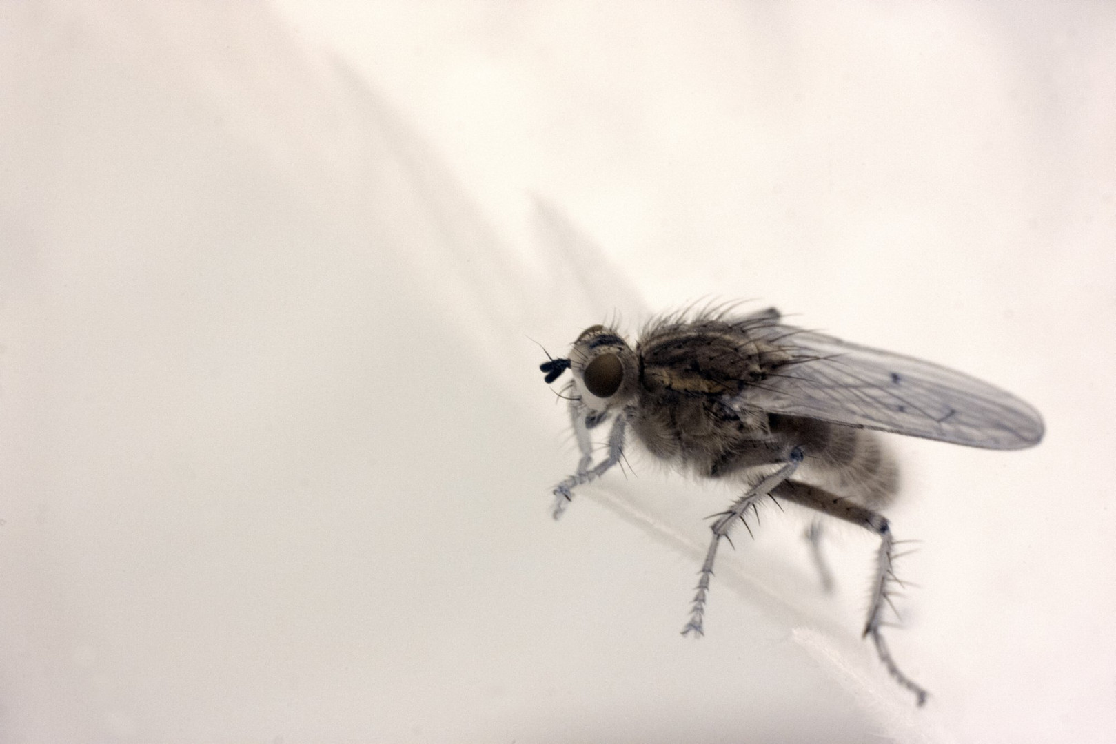 Fliege in Infrarot