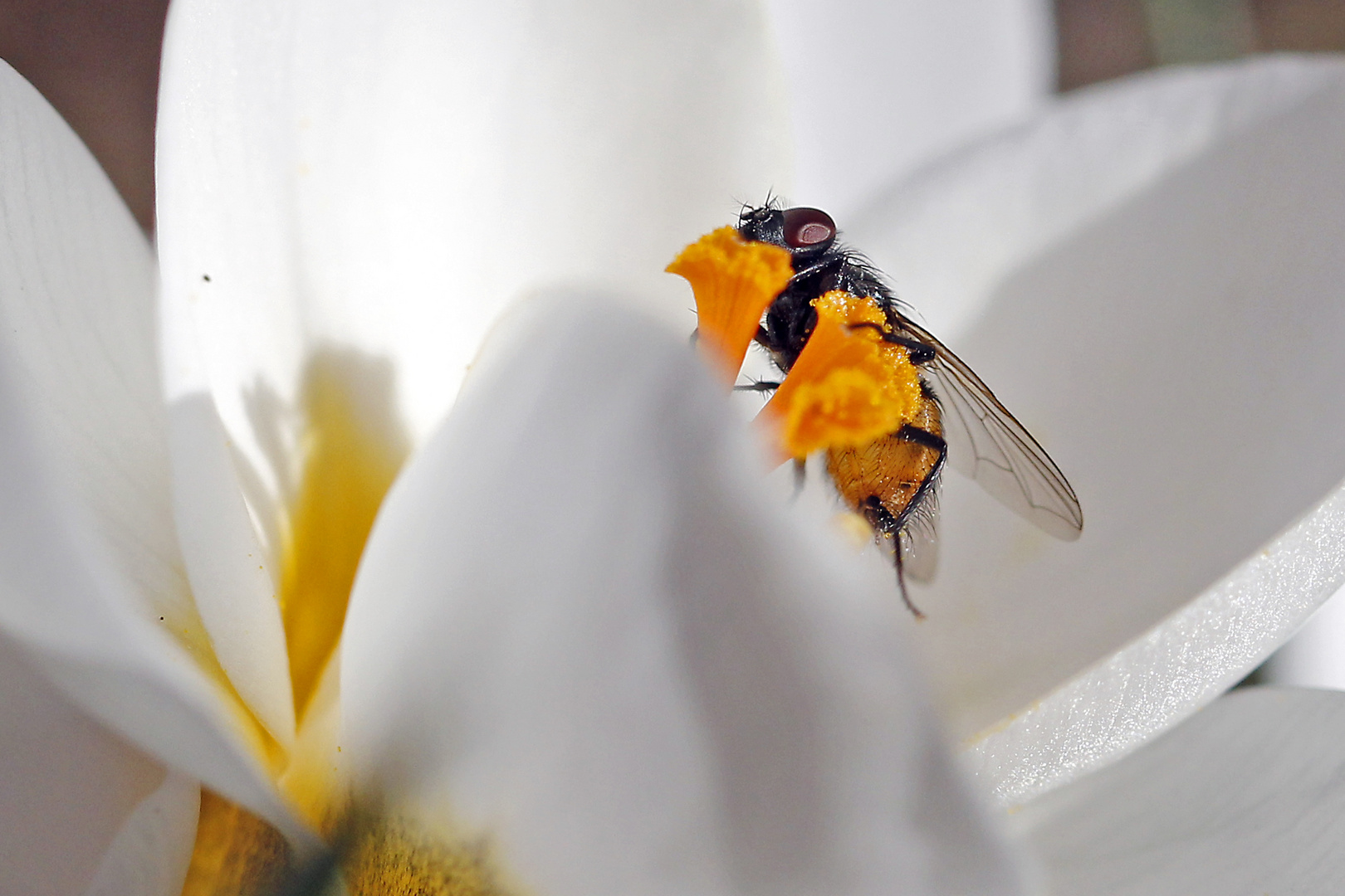 Fliege in Krokusblüte