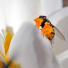 Fliege in Krokusblüte