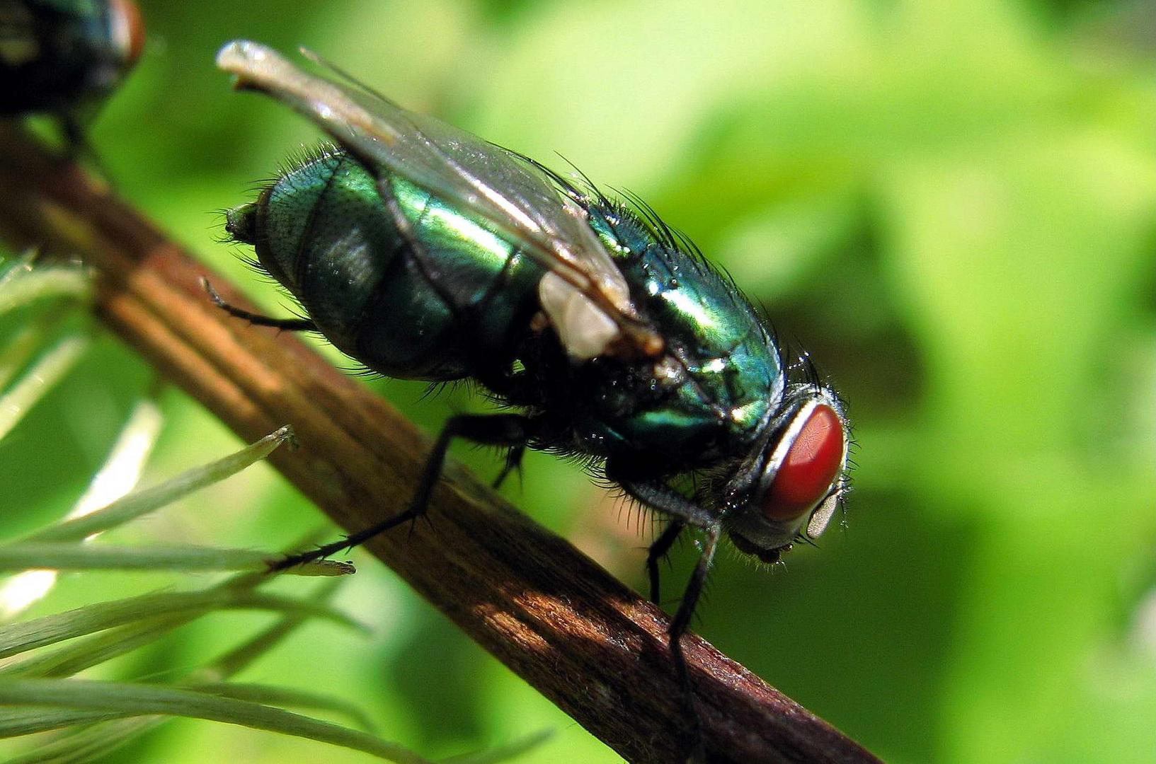 Fliege in meinem Garten