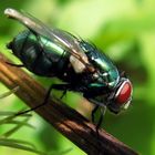 Fliege in meinem Garten