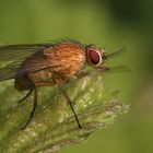 Fliege in Orange ....