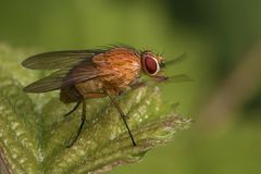 Fliege in Orange ....