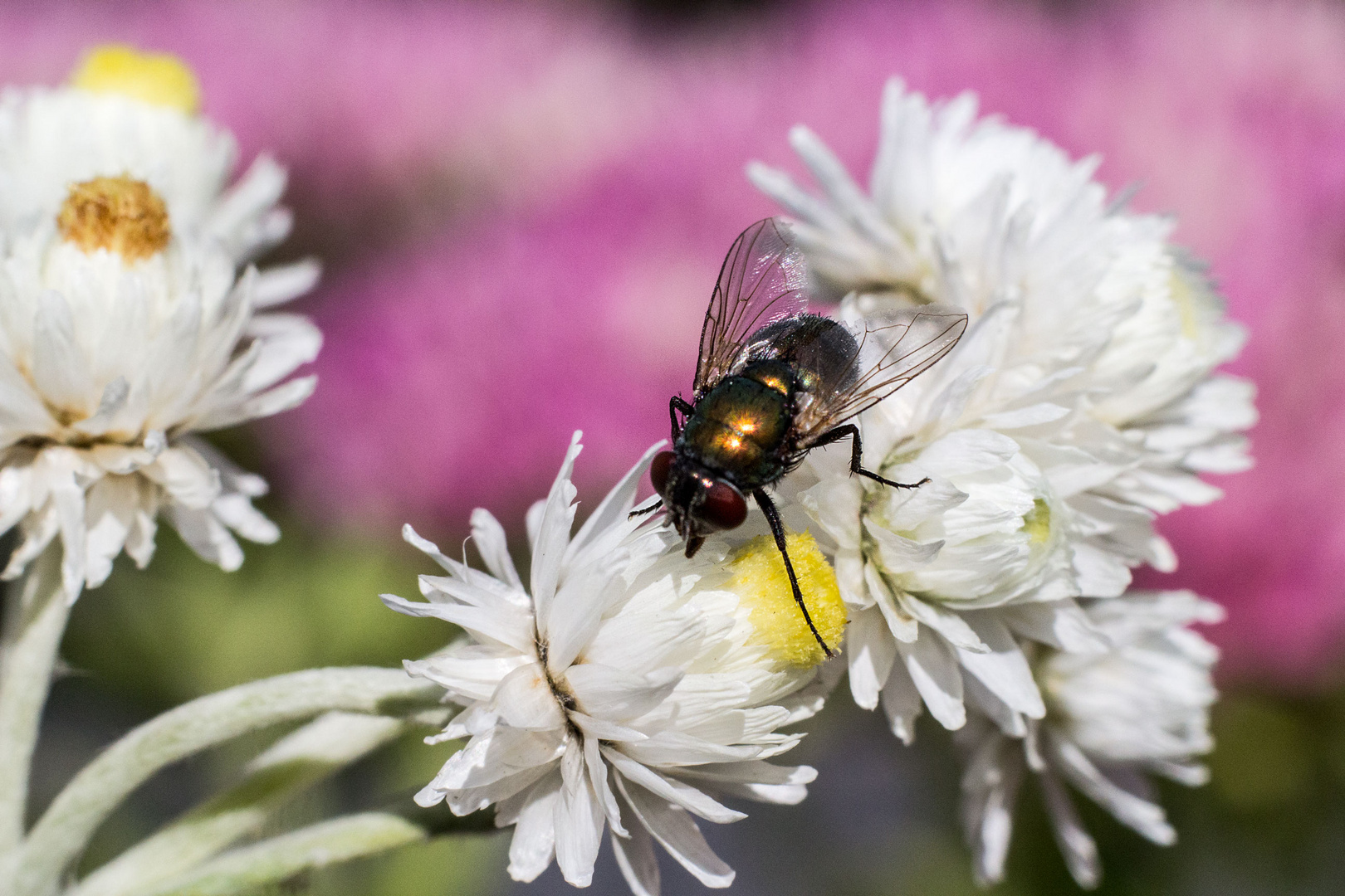 Fliege in pink