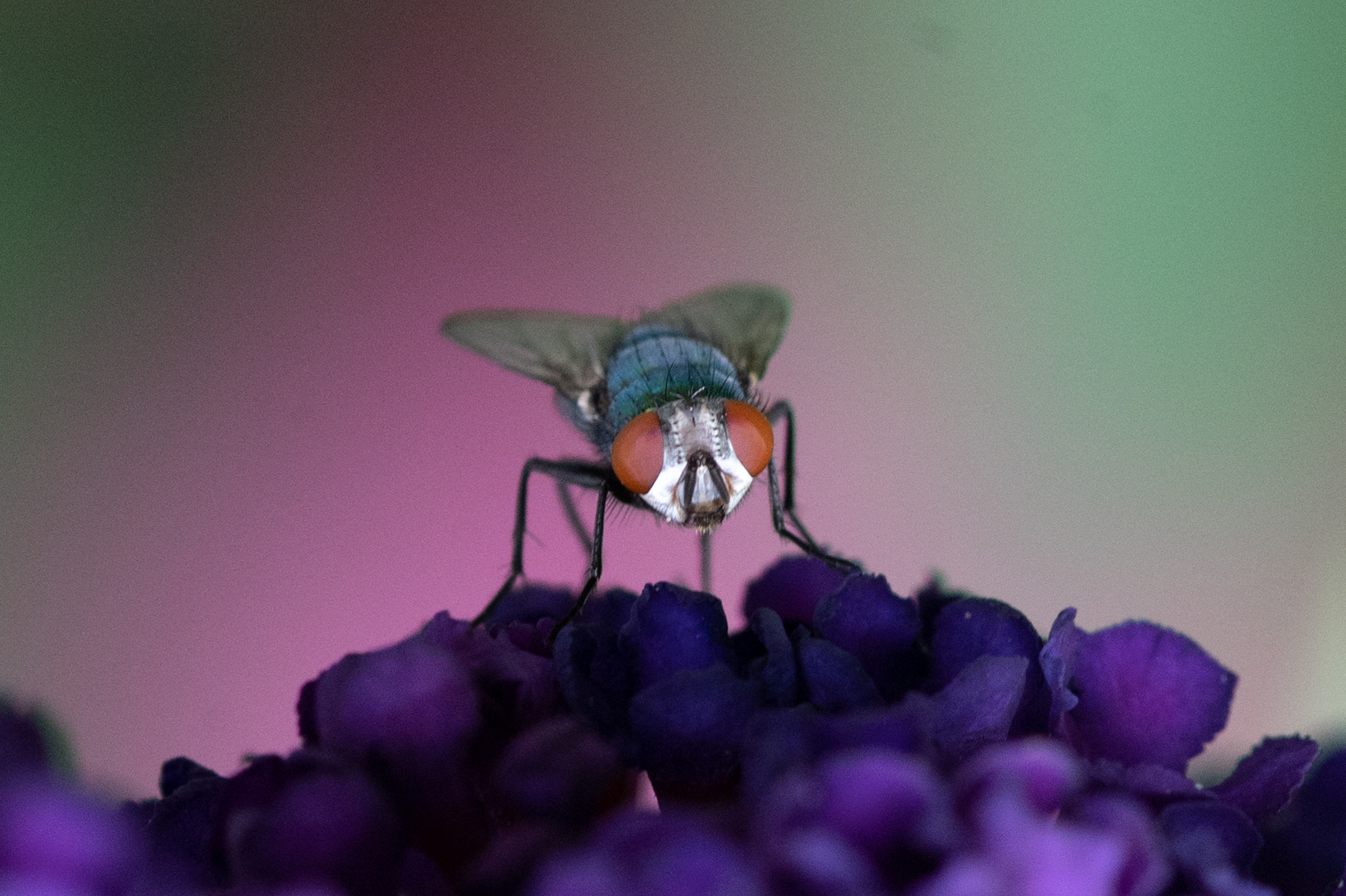 Fliege in Pink