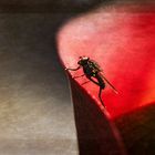 Fliege in Rot