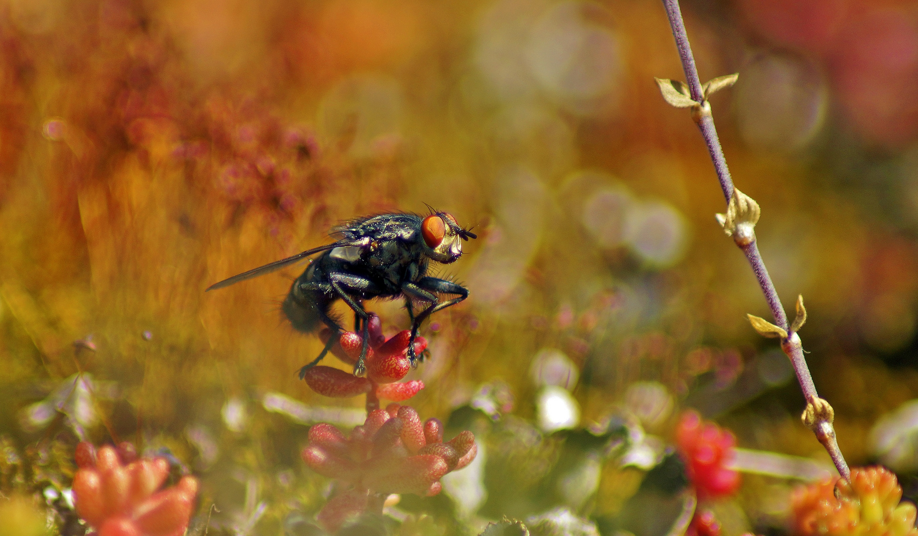 Fliege in rot