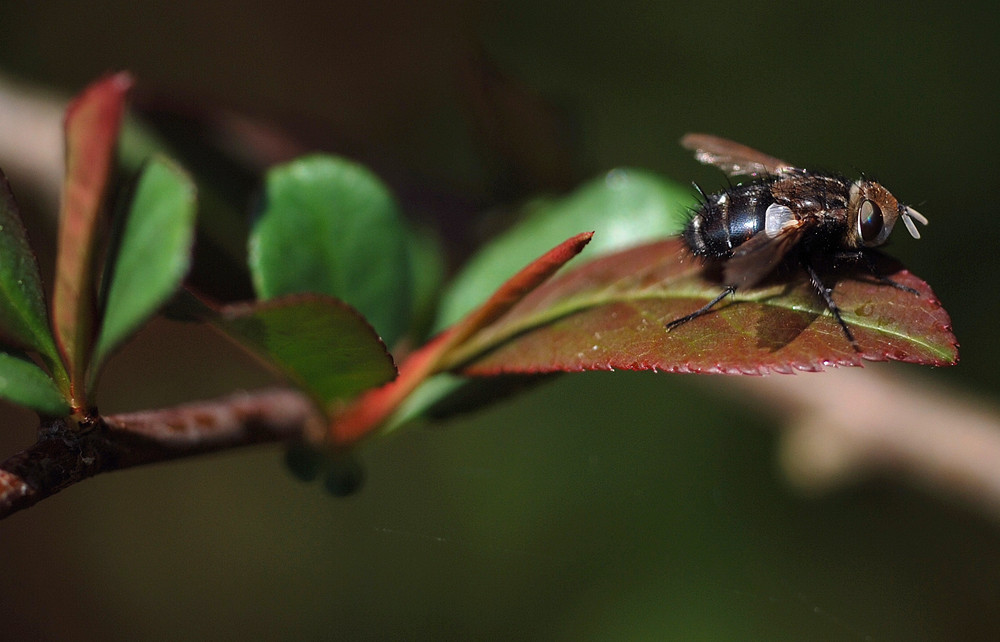 Fliege in Ruhe