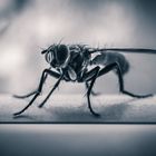 Fliege in schwarz-weiß